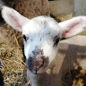 Meet your Posher, Daisy